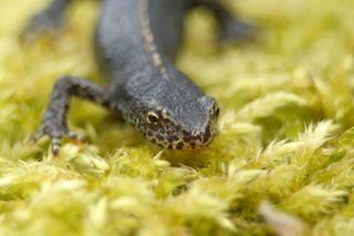 Bergmolchmaennchen_Landtracht